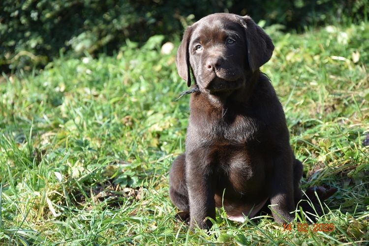 de la roselière solitaire - Chiot disponible  - Labrador Retriever