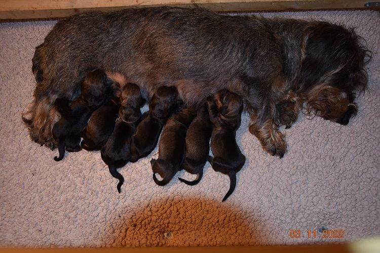 chiot Teckel poil dur de la roselière solitaire