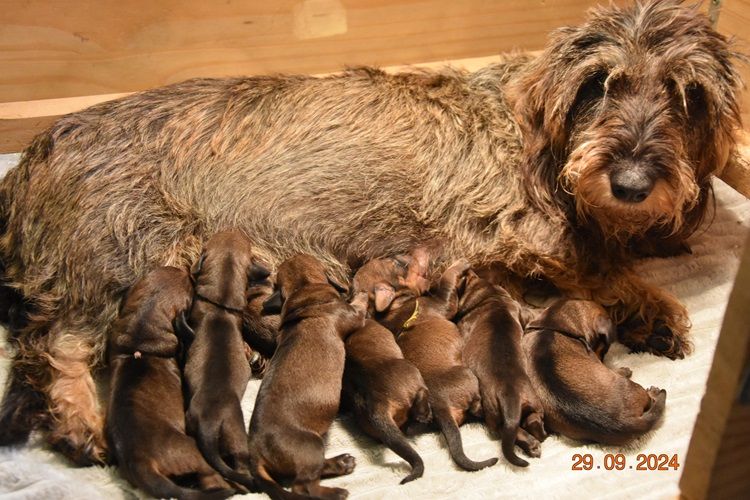 chiot Teckel poil dur de la roselière solitaire