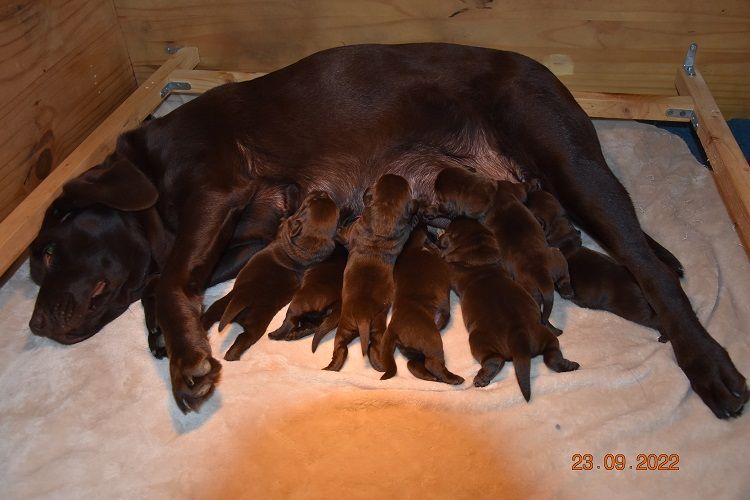 chiot Labrador Retriever de la roselière solitaire