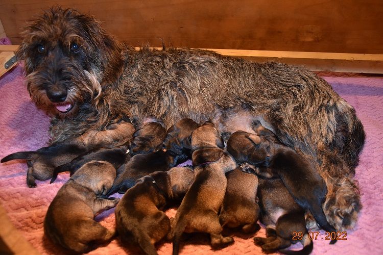 chiot Teckel poil dur de la roselière solitaire