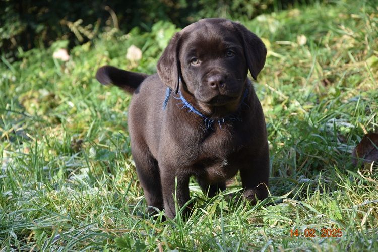 de la roselière solitaire - Chiot disponible  - Labrador Retriever