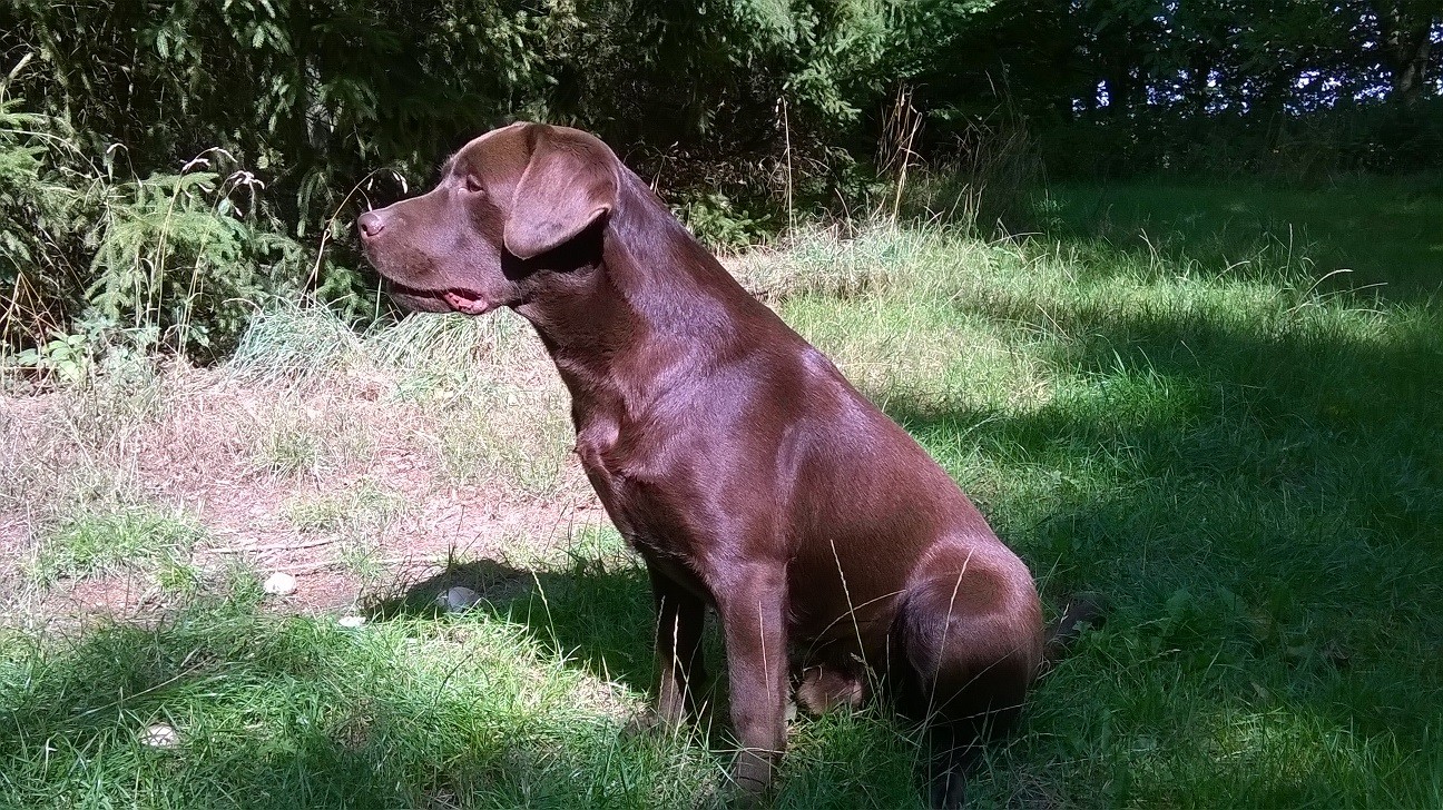 Maverick du taillis madame