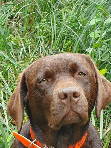 Swing de la roselière solitaire