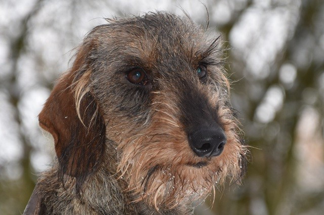 Vivo Per Leï de la roselière solitaire