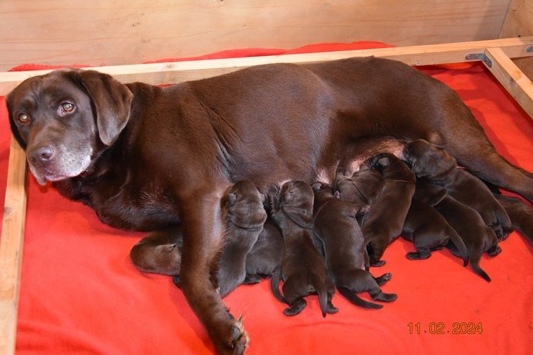 de la roselière solitaire - Labrador Retriever - Portée née le 10/02/2024