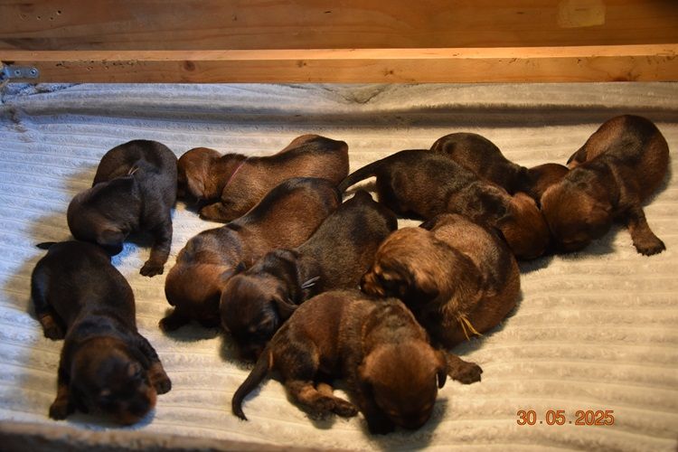 de la roselière solitaire - Chiots disponibles - Teckel poil dur
