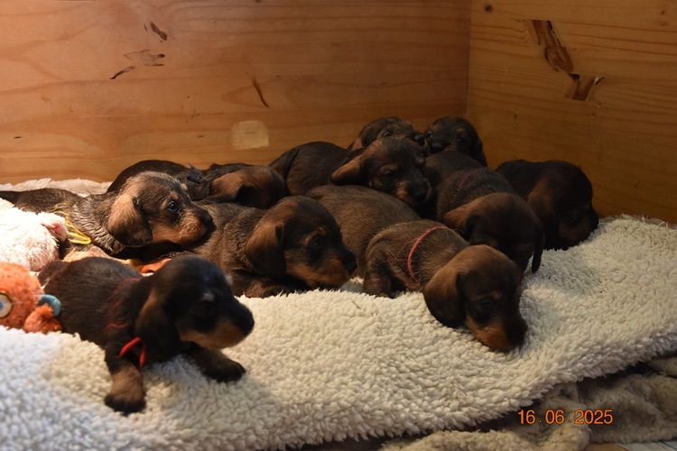 de la roselière solitaire - Chiots disponibles - Teckel poil dur