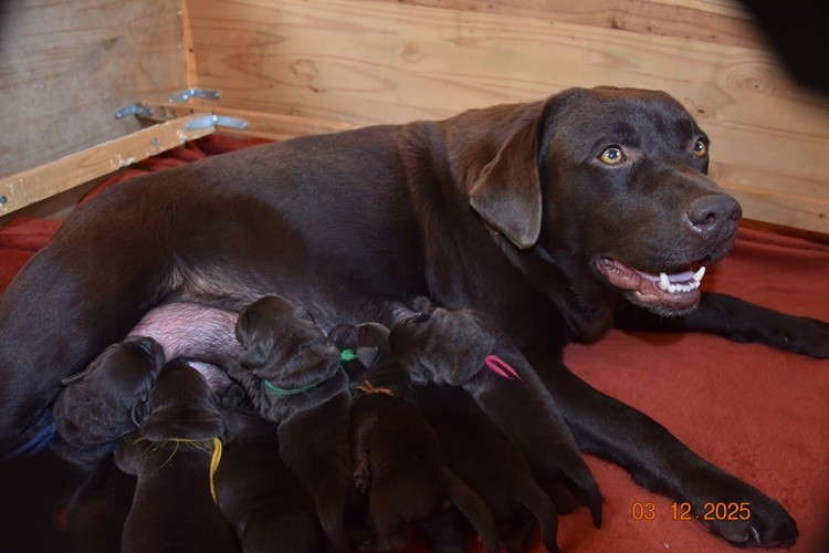 Chiot Labrador Retriever de la roselière solitaire