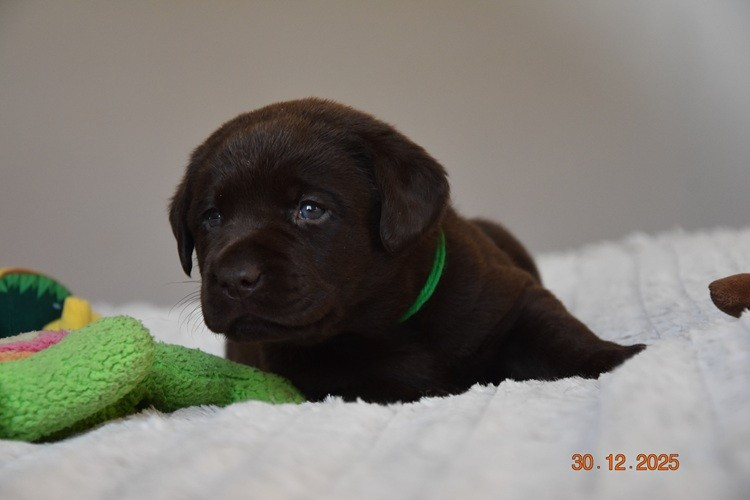 de la roselière solitaire - Chiots disponibles - Labrador Retriever