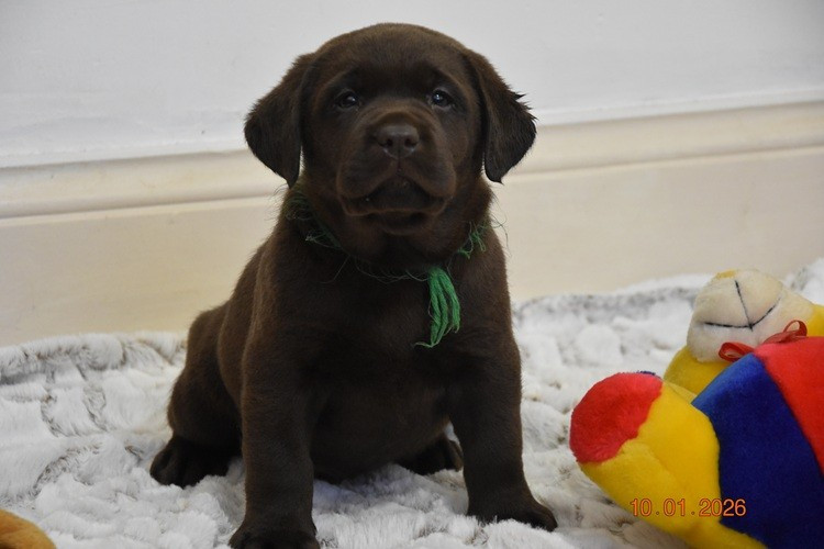 de la roselière solitaire - Chiots disponibles - Labrador Retriever