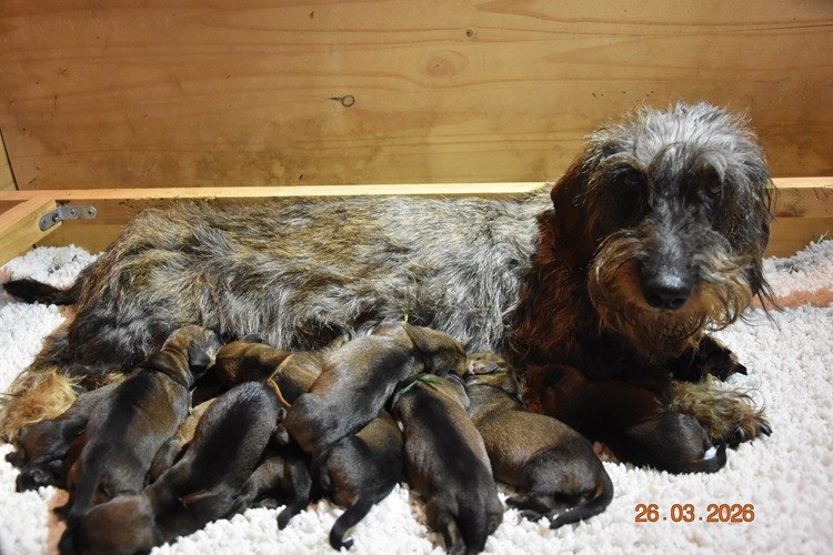 Chiot Teckel poil dur de la roselière solitaire