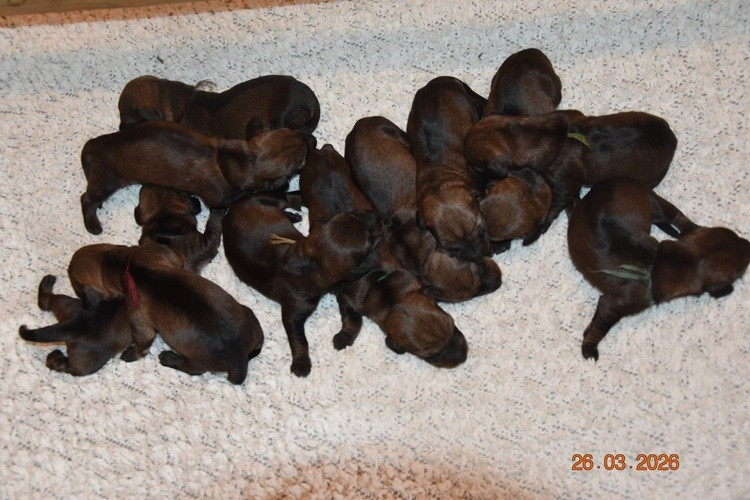 de la roselière solitaire - Chiots disponibles - Teckel poil dur