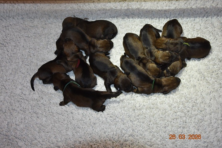 de la roselière solitaire - Chiots disponibles - Teckel poil dur