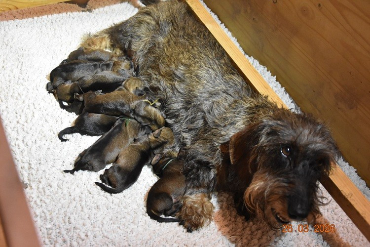 de la roselière solitaire - Chiots disponibles - Teckel poil dur