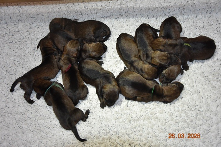 de la roselière solitaire - Chiots disponibles - Teckel poil dur