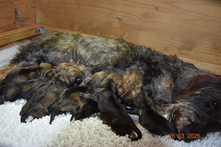 de la roselière solitaire - Chiots disponibles - Teckel poil dur