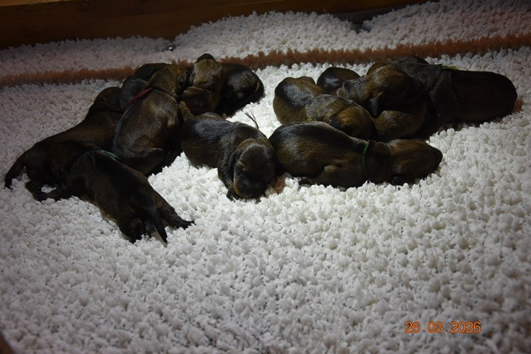 de la roselière solitaire - Chiots disponibles - Teckel poil dur