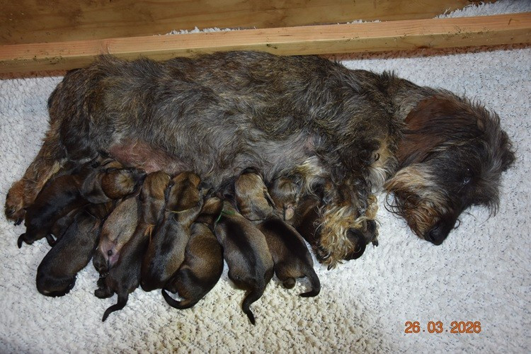 de la roselière solitaire - Chiots disponibles - Teckel poil dur