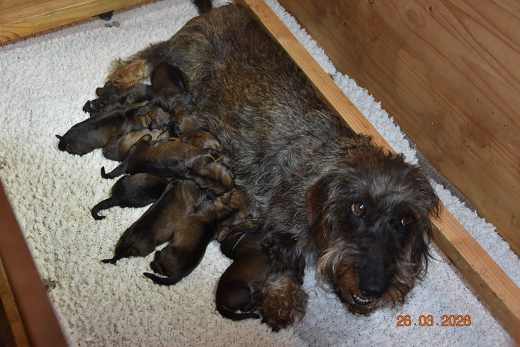 de la roselière solitaire - Chiots disponibles - Teckel poil dur