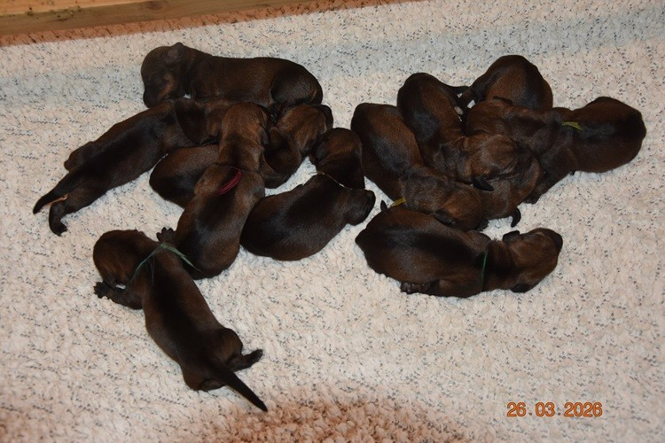 de la roselière solitaire - Chiots disponibles - Teckel poil dur