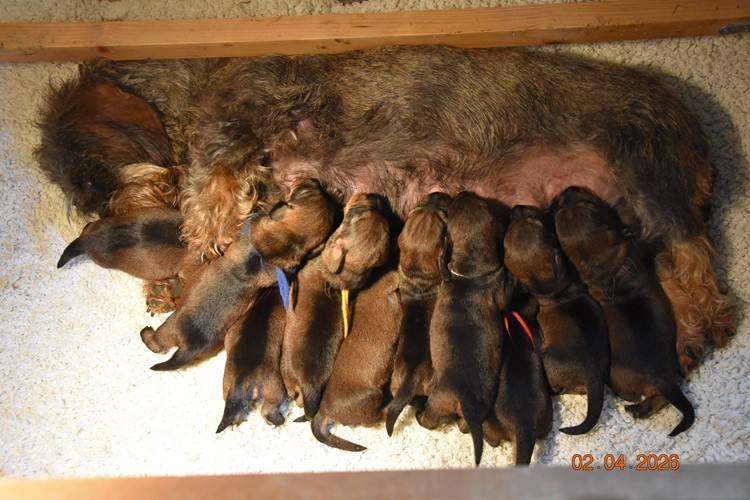 de la roselière solitaire - Chiots disponibles - Teckel poil dur