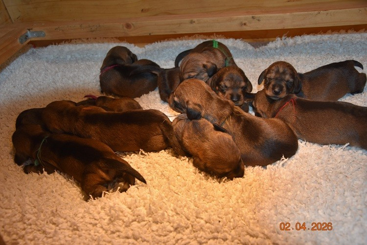 de la roselière solitaire - Chiots disponibles - Teckel poil dur