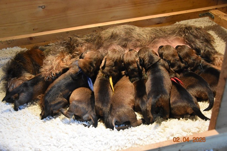 de la roselière solitaire - Chiots disponibles - Teckel poil dur