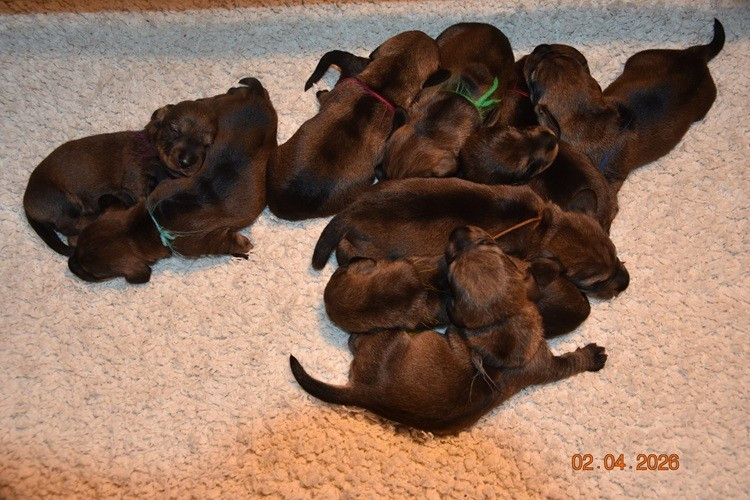 de la roselière solitaire - Chiots disponibles - Teckel poil dur