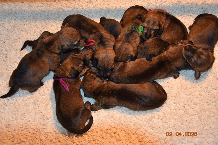 de la roselière solitaire - Chiots disponibles - Teckel poil dur