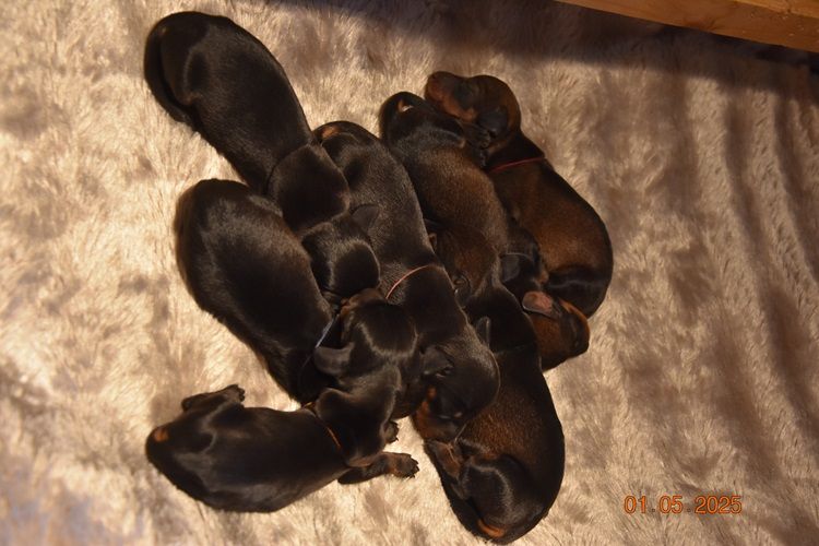 de la roselière solitaire - Chiots disponibles - Teckel poil dur