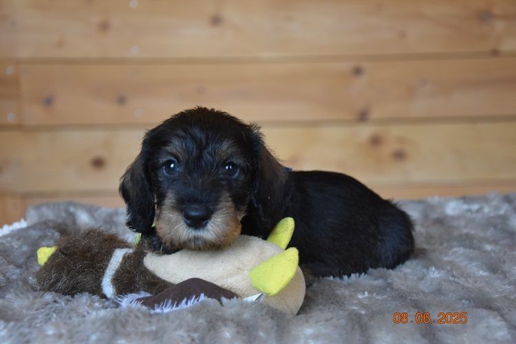de la roselière solitaire - Chiots disponibles - Teckel poil dur