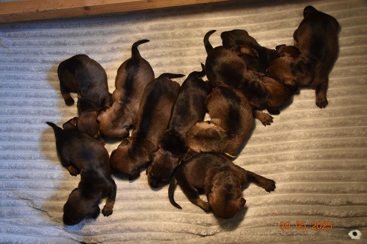de la roselière solitaire - Chiots disponibles - Teckel poil dur