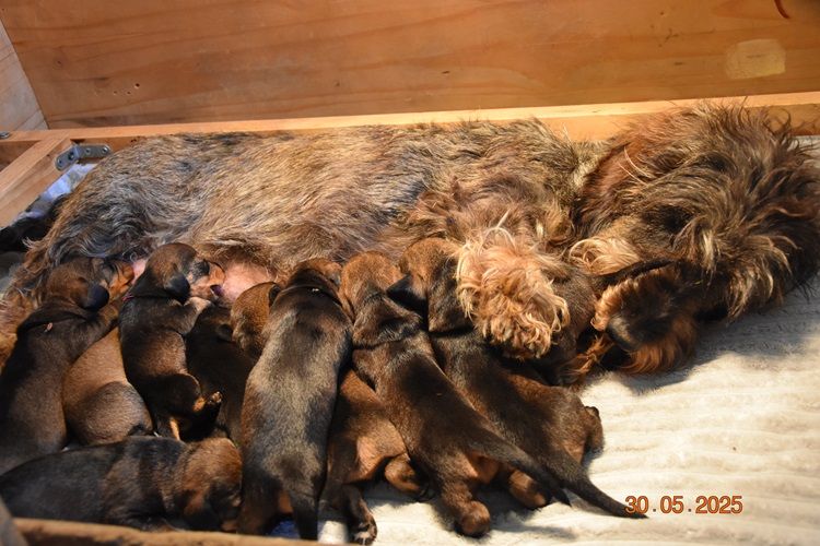 de la roselière solitaire - Chiots disponibles - Teckel poil dur