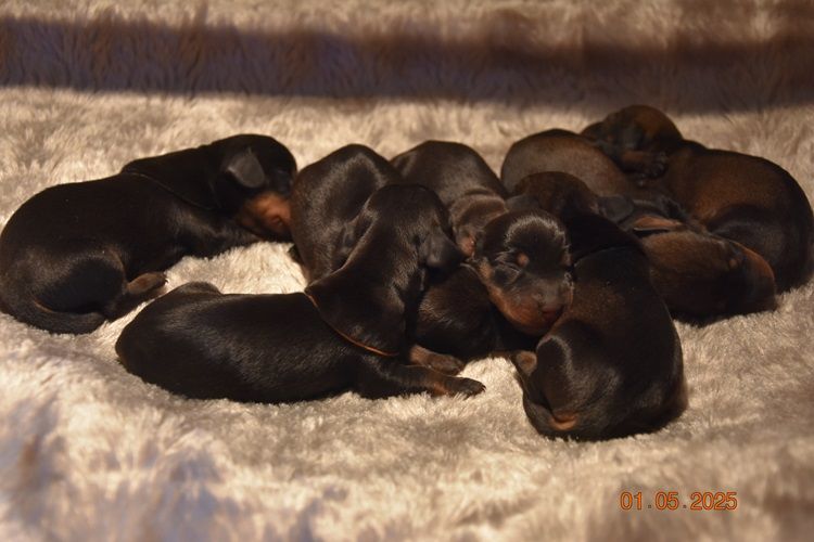 de la roselière solitaire - Chiots disponibles - Teckel poil dur