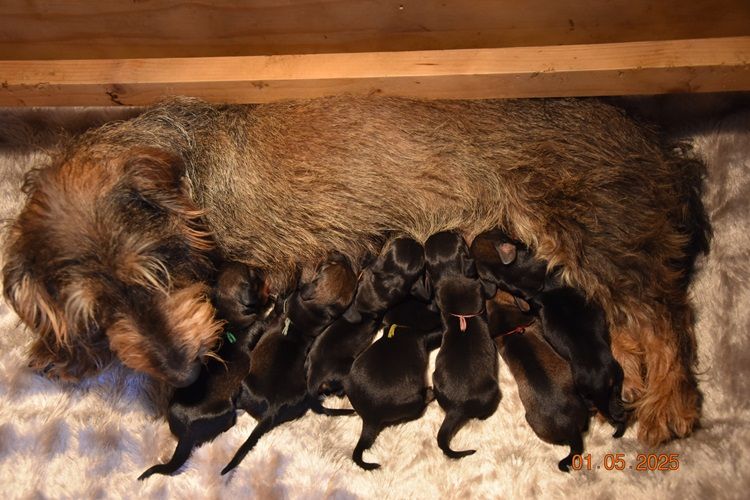de la roselière solitaire - Chiots disponibles - Teckel poil dur