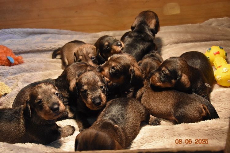 de la roselière solitaire - Chiots disponibles - Teckel poil dur