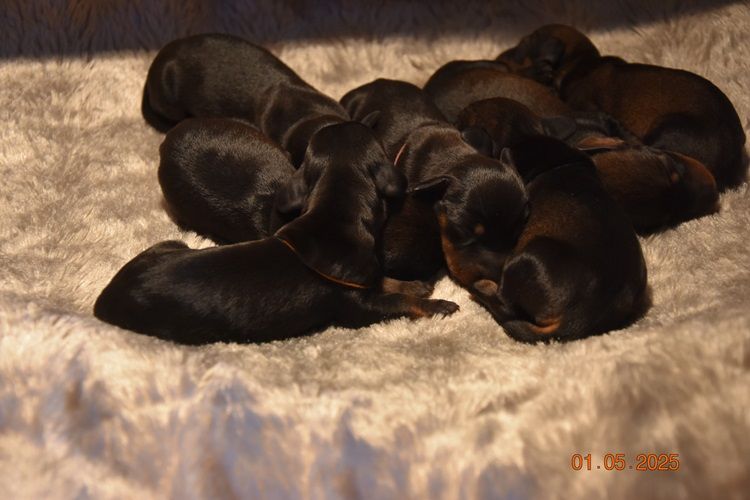 de la roselière solitaire - Chiots disponibles - Teckel poil dur