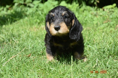 CHIOT 2