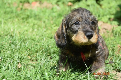 CHIOT 6