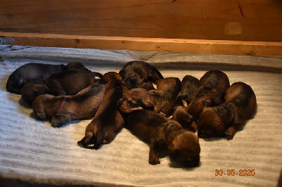 CHIOT 8