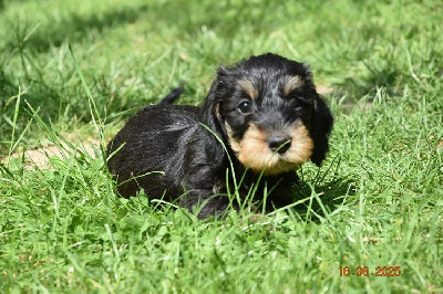 CHIOT 7