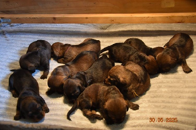 CHIOT 9
