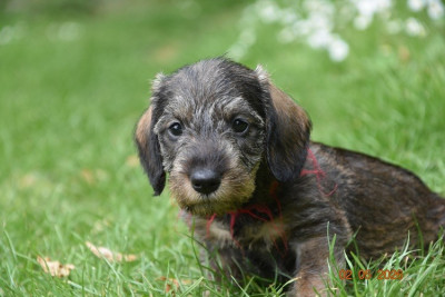 Chiot N°6