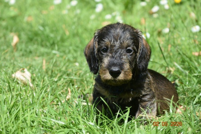 Chiot N°1