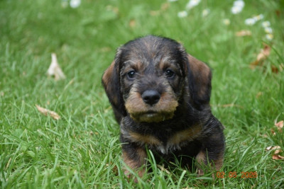 Chiot N°2
