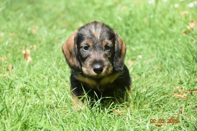 Chiot N°3
