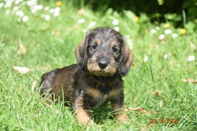 Chiot N°4
