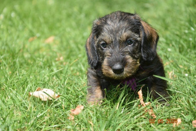 Chiot N°5