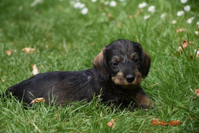 Chiot N°7
